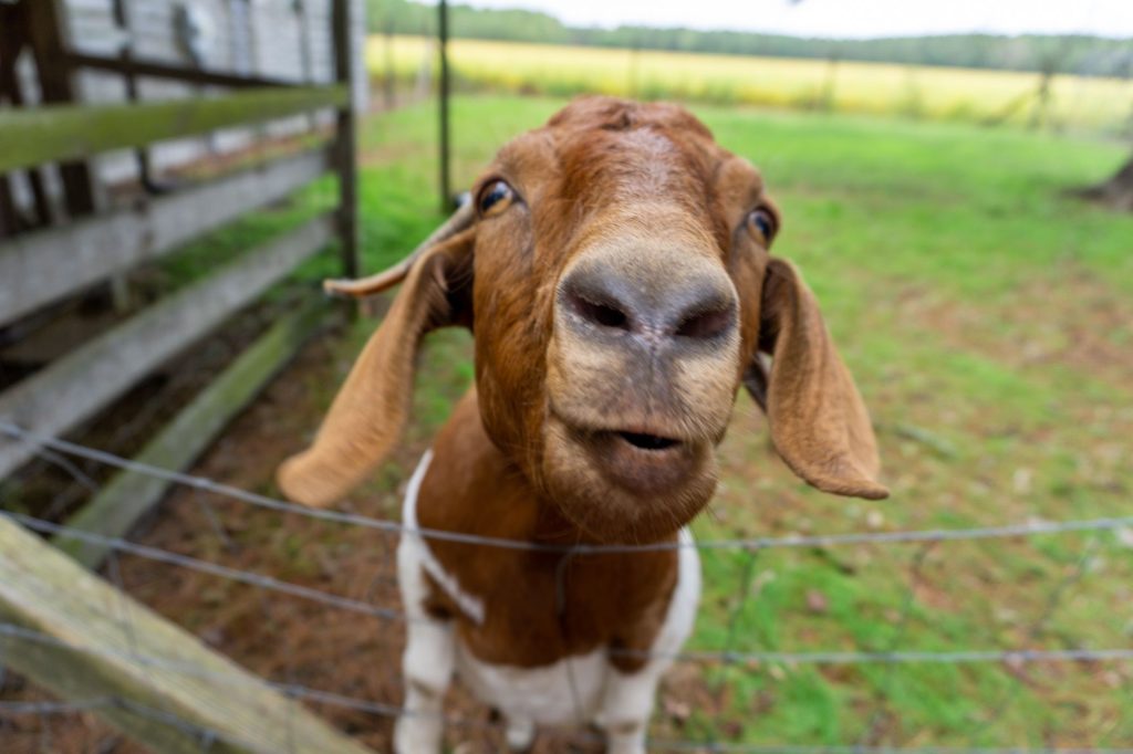 Goat at Zacks